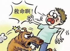 如遇惡犬咬人該怎么辦？這些知識也許能救命！