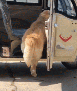 那位網友，你害怕的狗子，其實有這么慫！