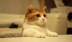 貓這種動物，一旦碰上，就再也戒不了了 華興寵