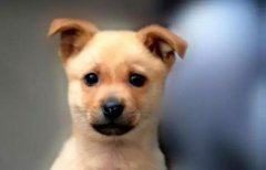 小土狗，也很可愛呀！