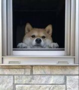 養一只狗是我做過最滿足的決定！