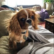 狗狗冬季毛發打結，如何正確洗澡！