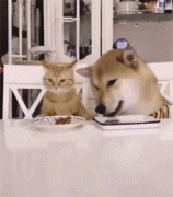 貓糧狗糧可以混吃嗎？ 華興寵物食品