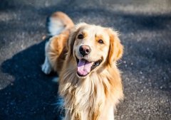 春季養狗，需要注意什么？ 華興寵物食品