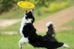 狗狗春季掉毛持續多久？如何改善愛寵的被毛？