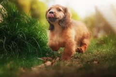 帶狗出門的五大注意事項，做個合格的養犬人