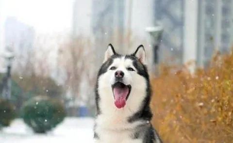 狗狗愛叫怎么辦？這六招，教給你