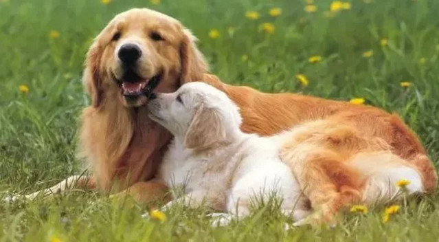 春季貓狗毛發滿天飛，如果是病理性掉毛，鏟屎官們要注意了！