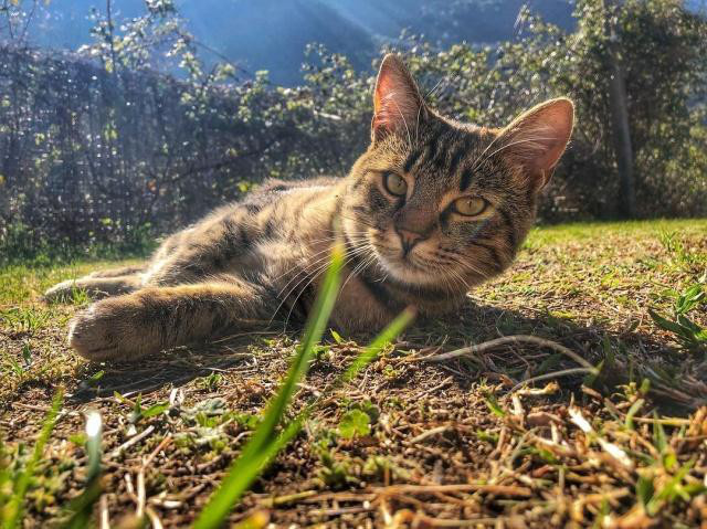 貓咪在春天容易感冒，平時應該注意什么呢？