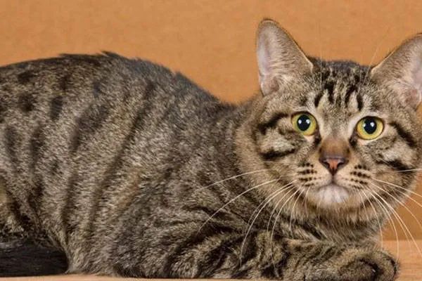 今天我們來盤點一下五種熱門的寵物貓，來看看你家的貓咪上榜了嗎？