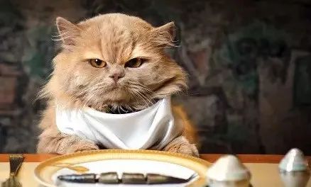 關于貓咪的5個“民間說法”，過于荒誕了